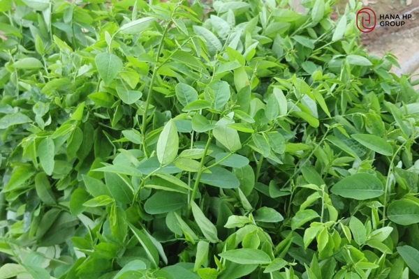 đắp mặt nạ rau ngót