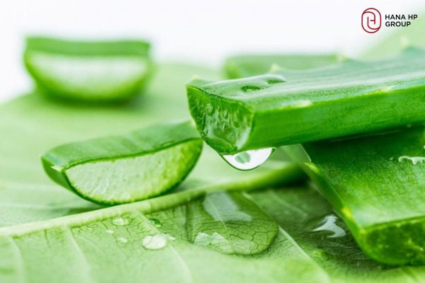 Nha đam chứa một lượng lớn mucopolysaccharide giúp dưỡng ẩm và làm mềm da