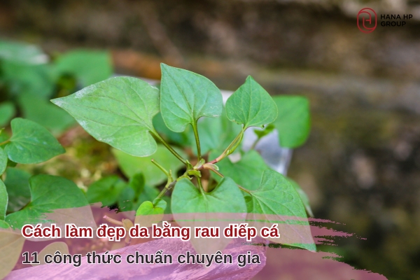 cách làm đẹp da bằng rau diếp cá