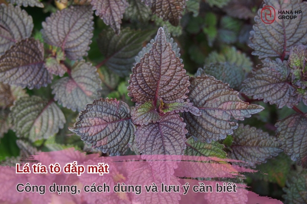 Lá tía tô đắp mặt: Công dụng, cách dùng và lưu ý cần biết 11 Lá tía tô đắp mặt