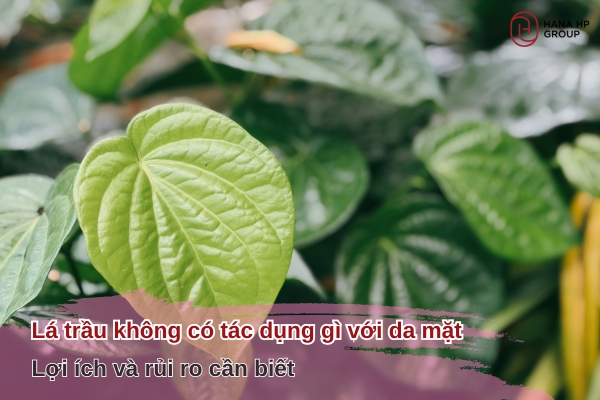 Lá trầu không có tác dụng gì với da mặt?