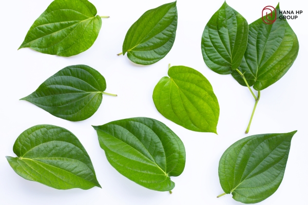 Lá trầu không có tác dụng gì với da mặt?