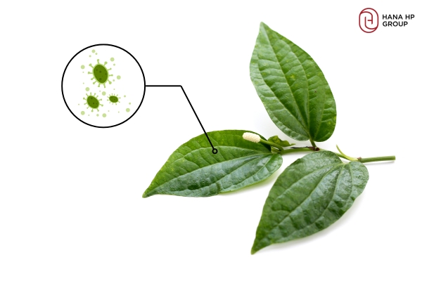 Lá trầu không có tác dụng gì với da mặt?